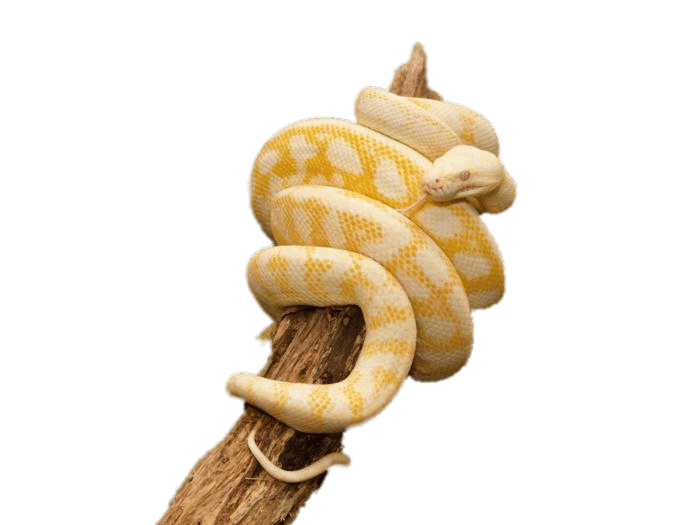Yellow Python Wrapped Around Trunk