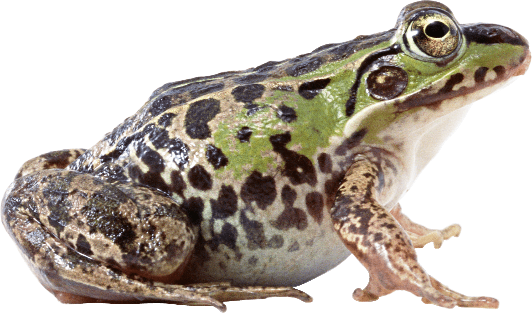 Fat Frog Sideview