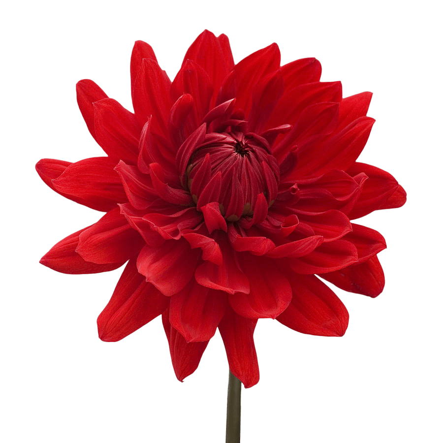 Dahlia Red