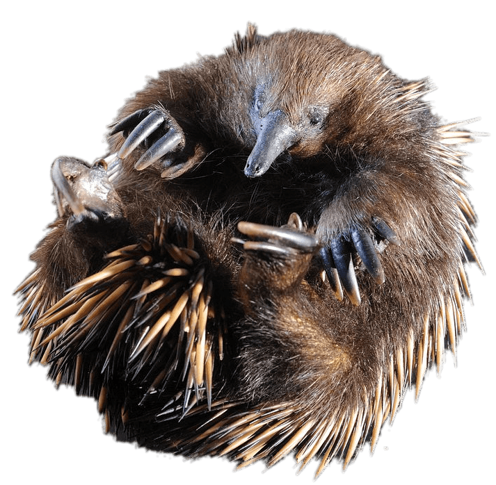 Rolled up Short-beaked Echidna