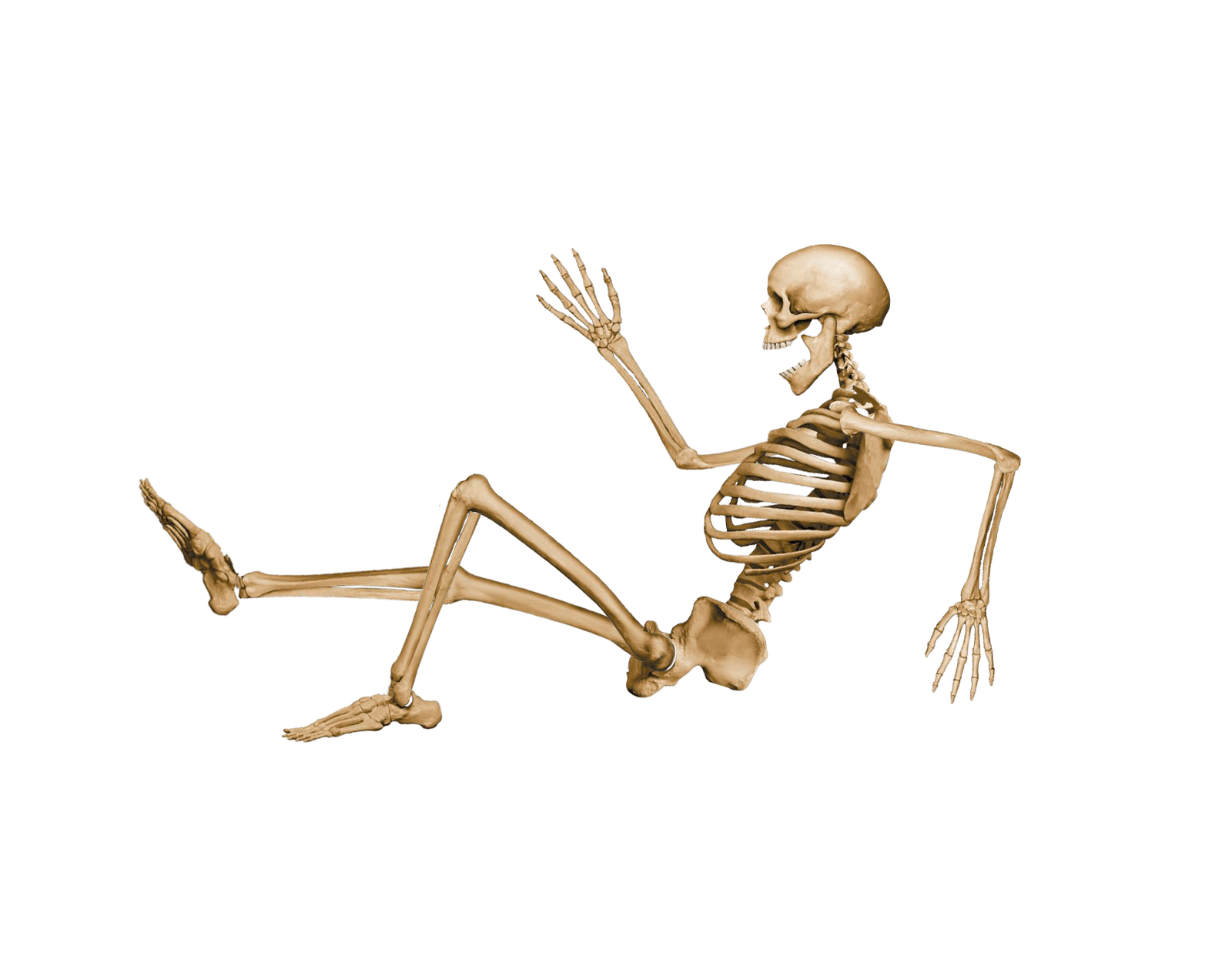 Skeleton Sitting