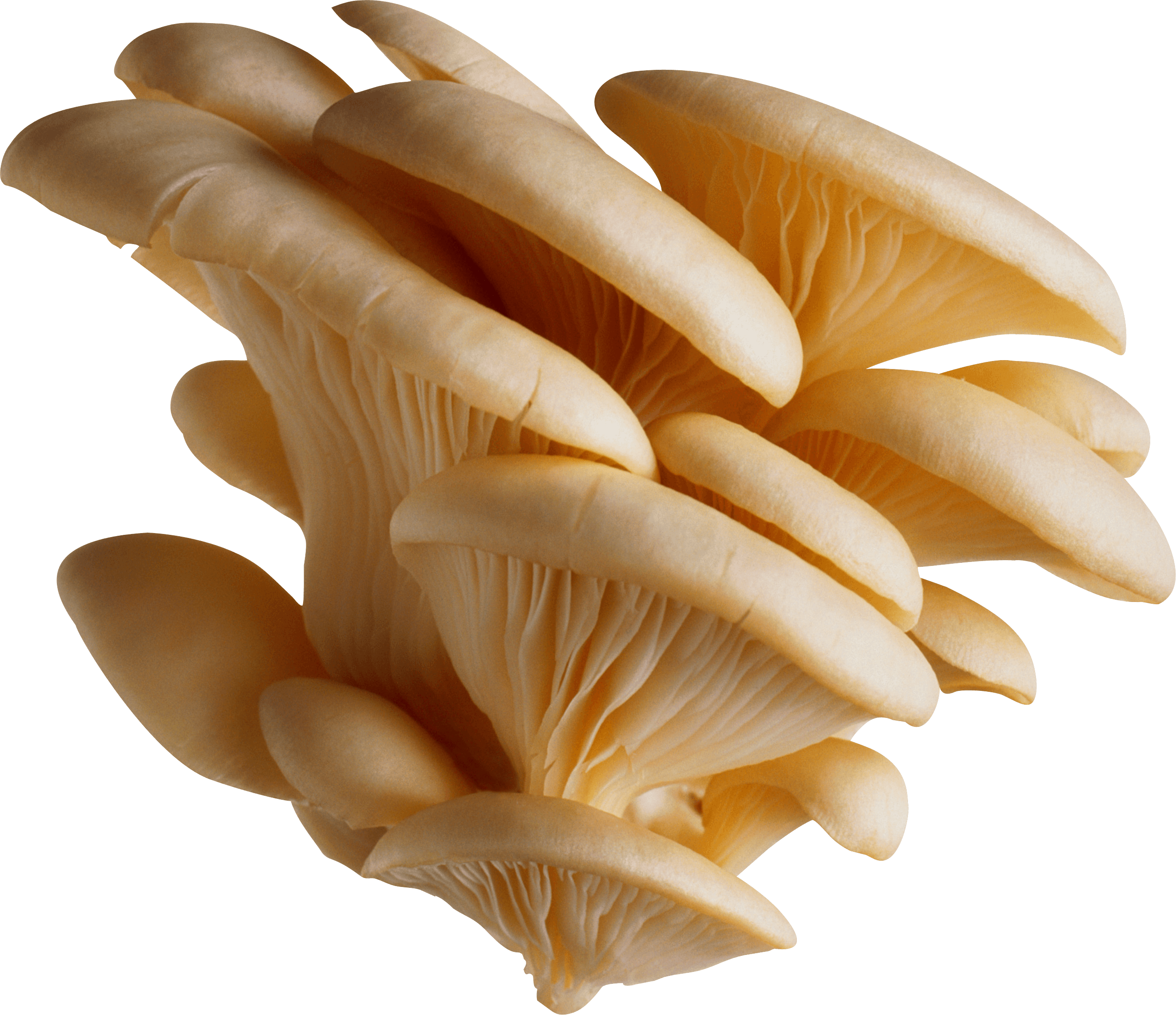 Group Of White Mushrooms