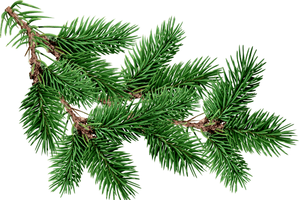 Branch Fir Tree