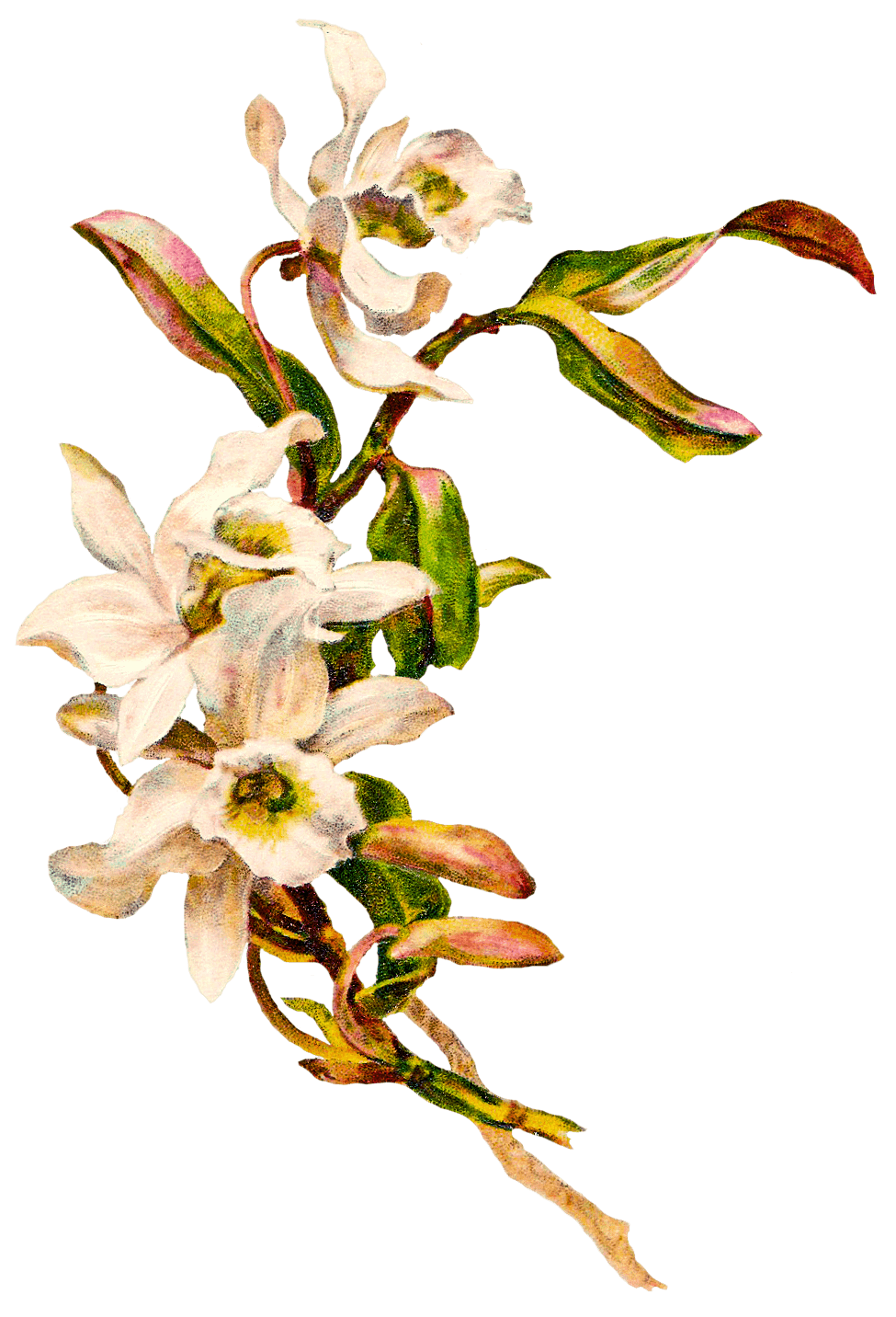 Victorian Vintage Flowers