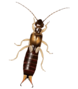 Earwig Illustration