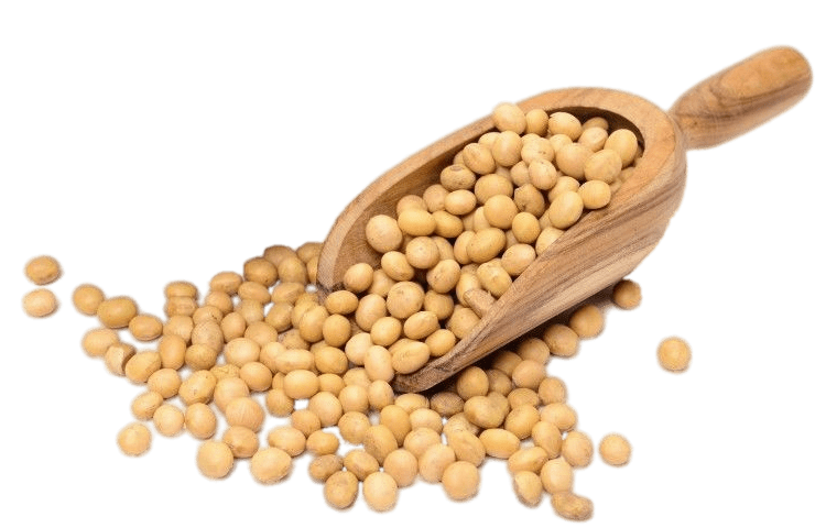 Scoop Of Dried Soybeans