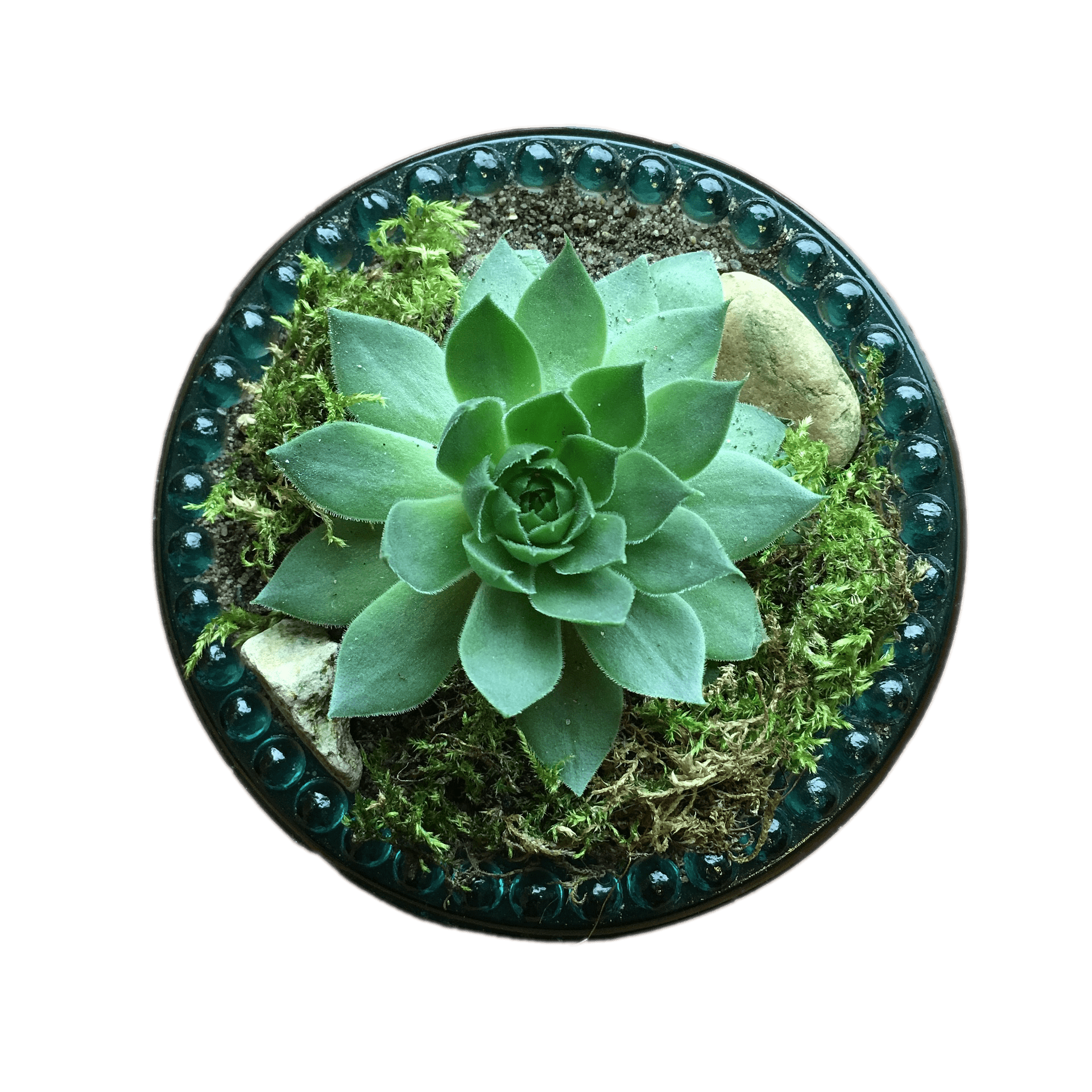 Succulent Top View