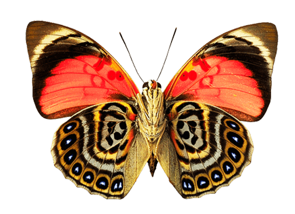 Eyes Wings Butterfly