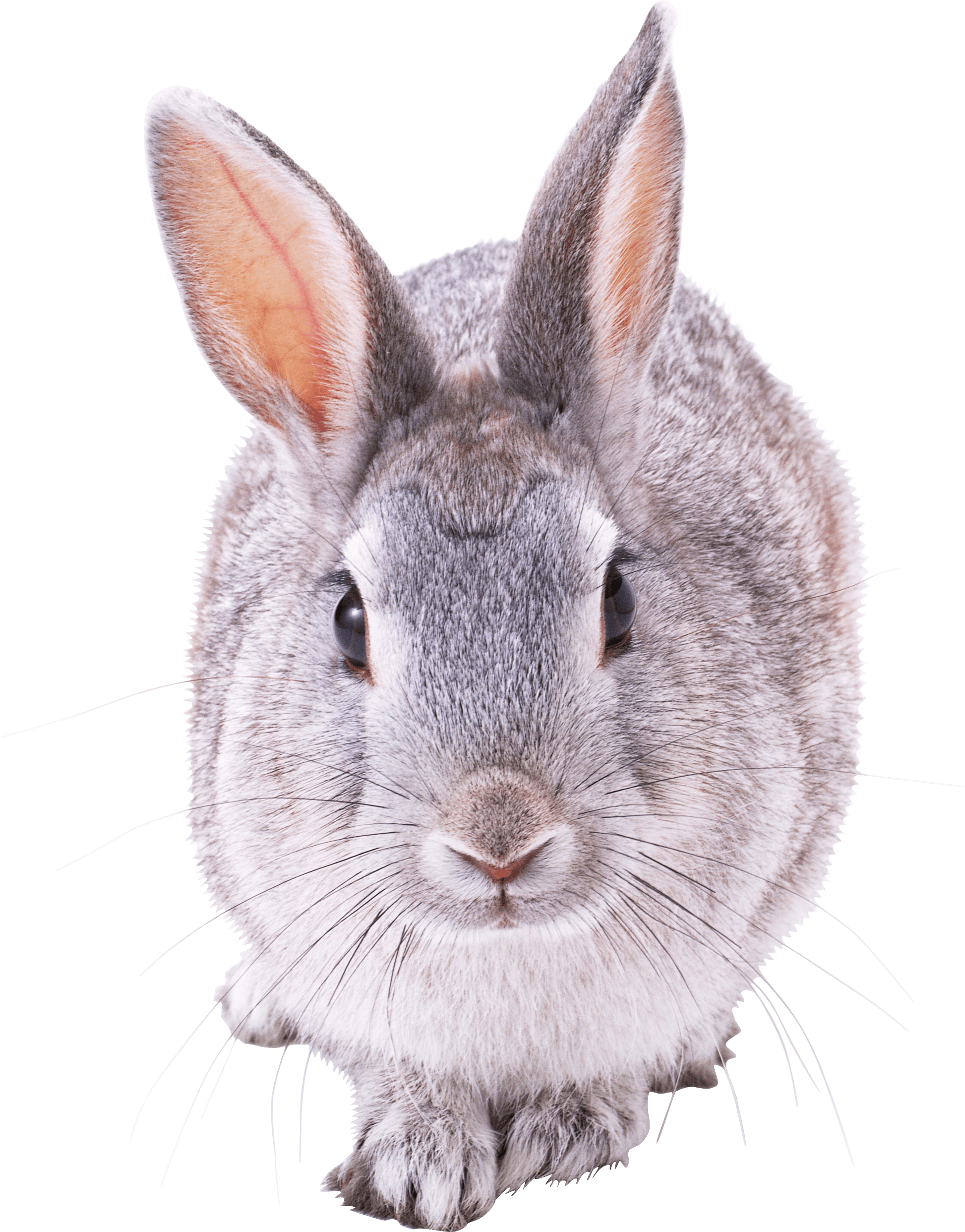 Grey Rabbit Front View