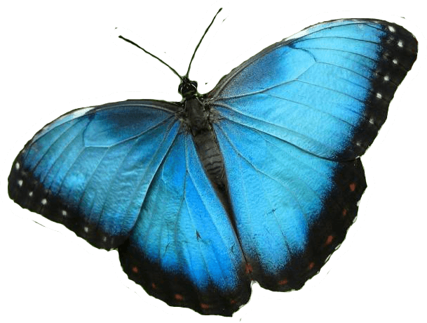 Blue Butterfly