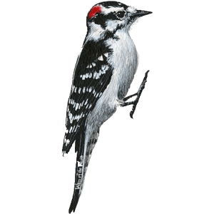 Woodpecker Right