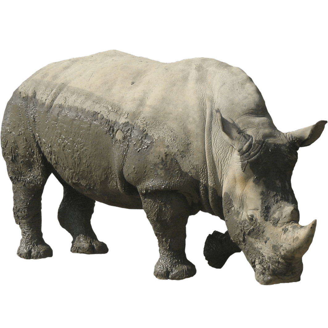 Rhinoceros Muddy