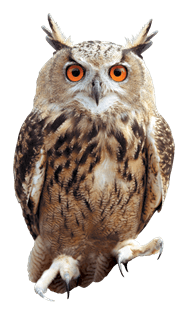 Owl Front