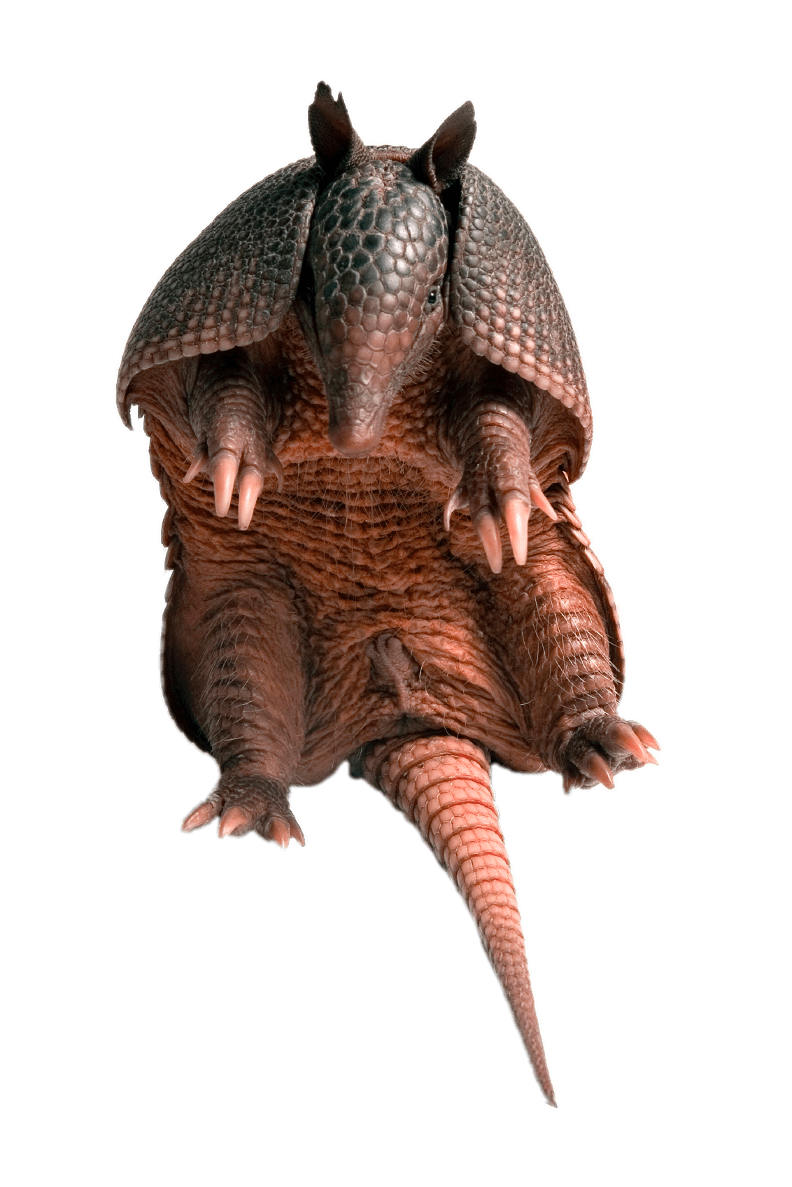 Armadillo Sitting
