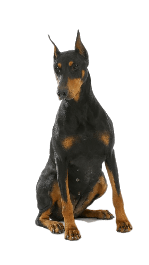 Female Doberman