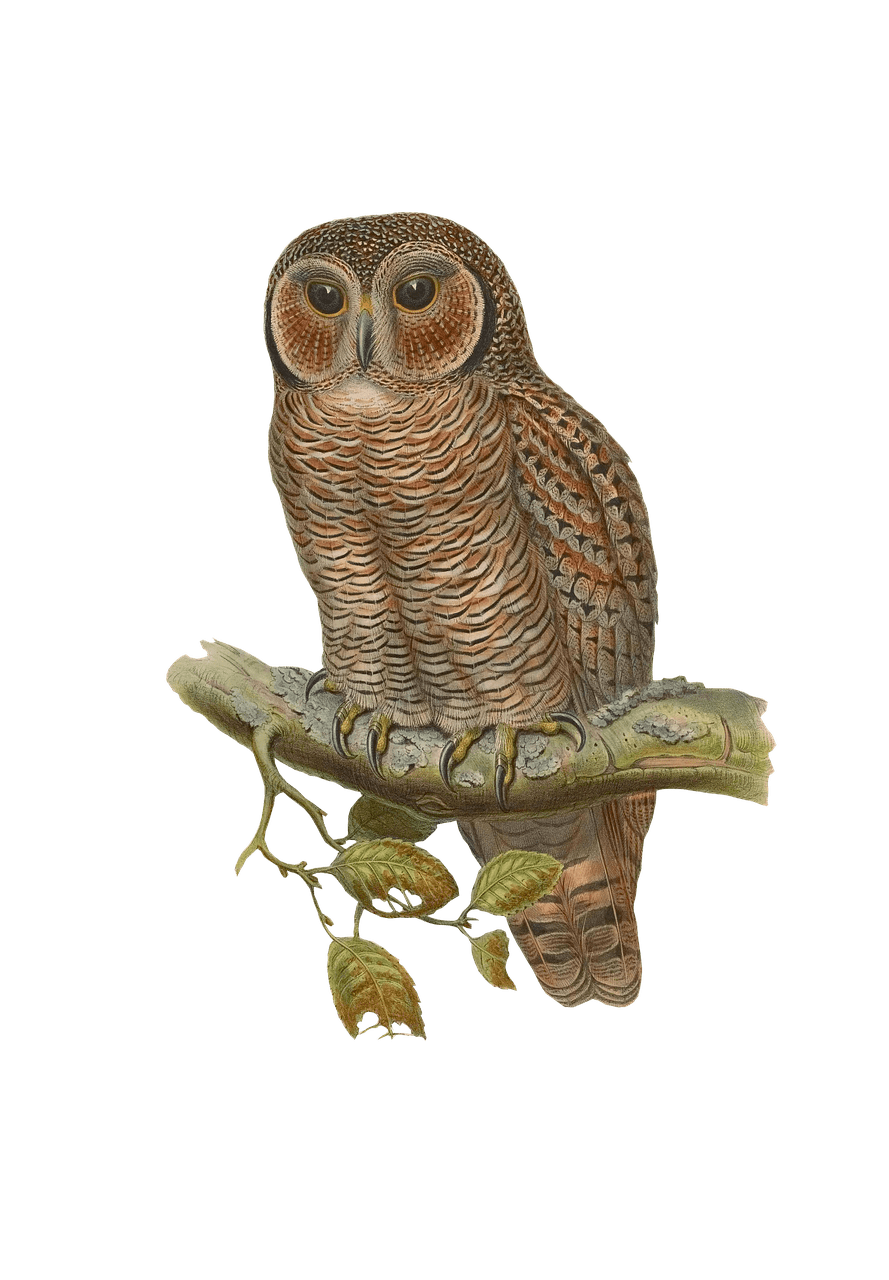 Owl Drawing