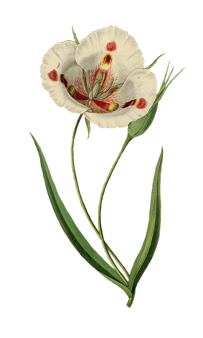 Open White Tulip Drawing