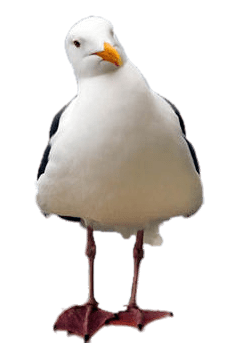 Seagull Tilted Head