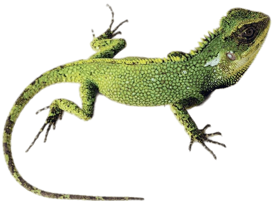 Green Lizard