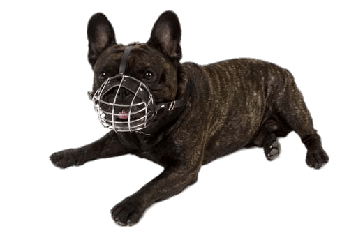 Small Dog Wearing A Muzzle