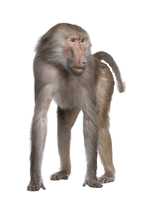 Baboon on Hands and Feet