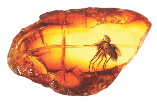 Amber With Large Mosquito