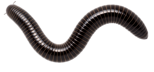 Giant Scrub Millipede