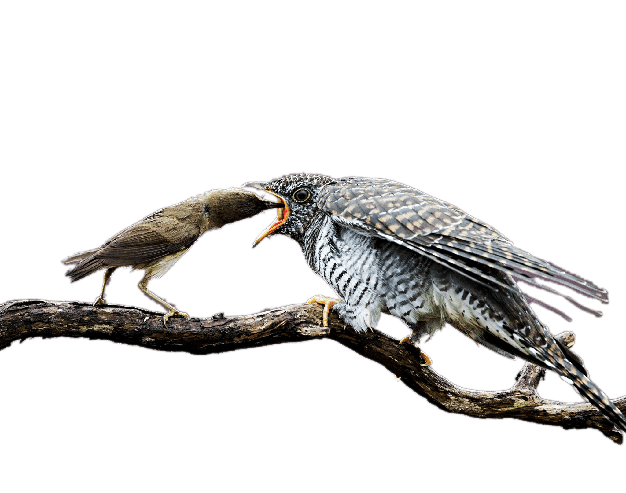 Mother Cuckoo Feeding the Baby Bird