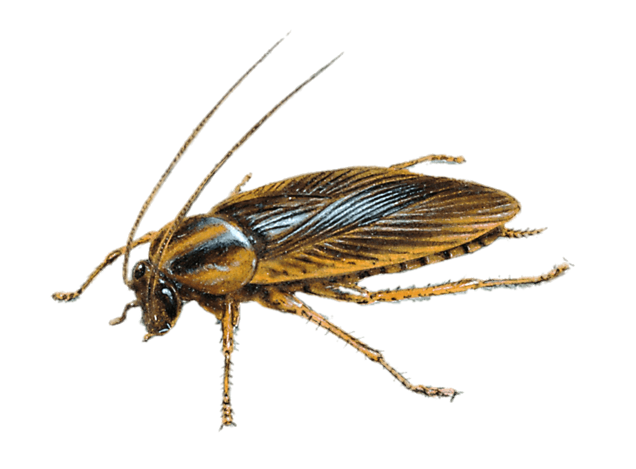 Large Cockroach Drawing