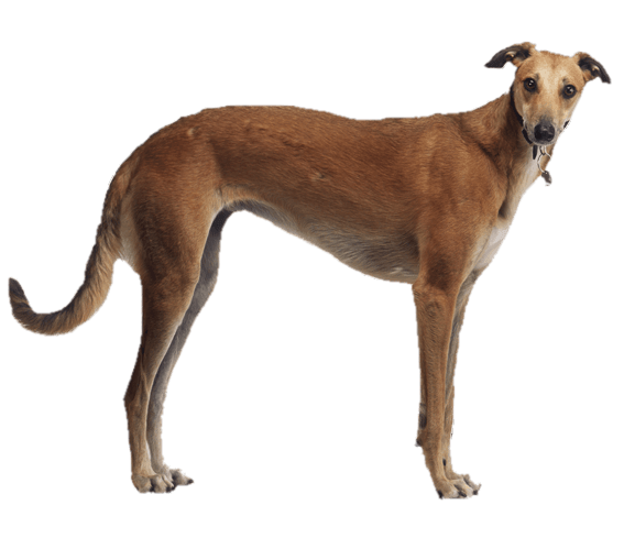 Brown Greyhound Side View