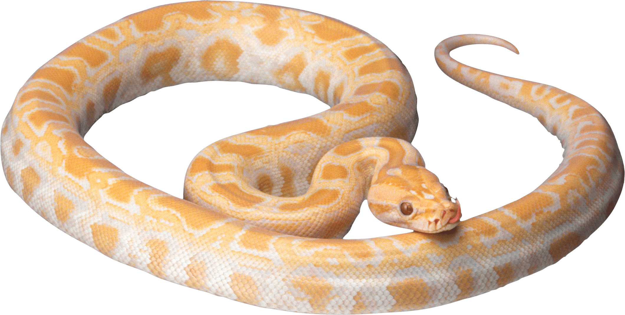 Orange Snake