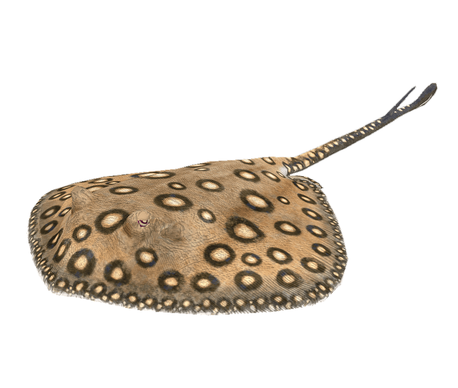 River Stingray