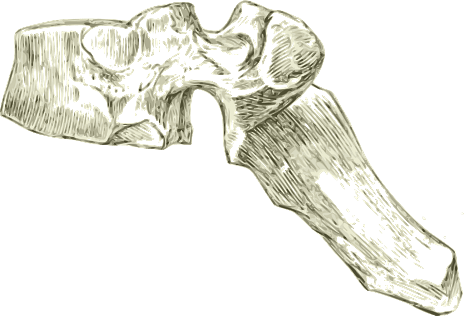 Dorsal Spine