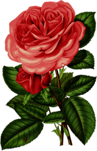 Large Pink Victorian Vintage Rose