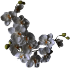 White Orchids On A Branch