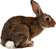 Rabbit Ready To Jump