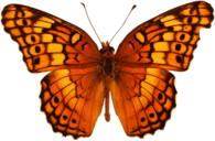 Orange Butterfly