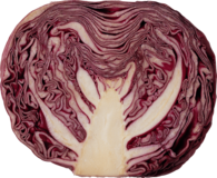 Cabbage Red