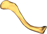 Left Clavicle