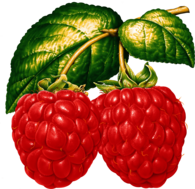 Two Raspberries On Branch