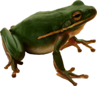 Frog Green Sideview Right
