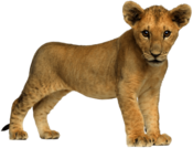 Baby Lion Front