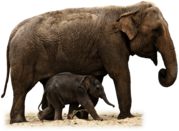 Mother and Baby Elephant