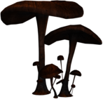 Mushrooms Large and Small