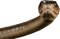 Head Snake