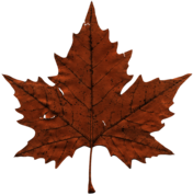 Faded Maple Leaf