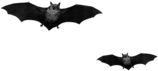 Bat Duo