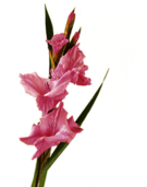 Pink Gladiolus