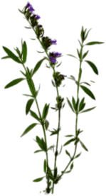 Hyssop
