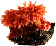 Orange Sea Anemone